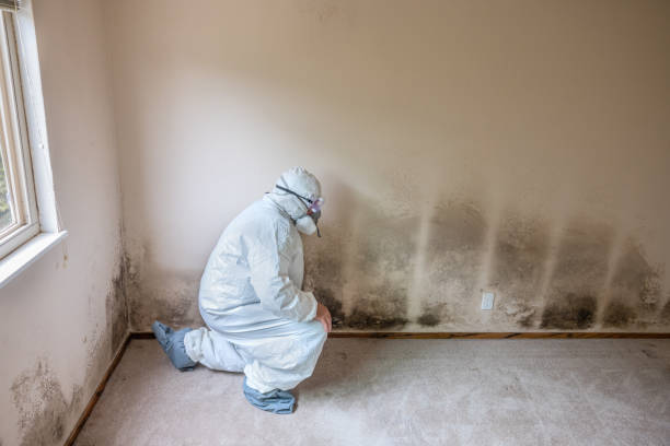 Best Mold Removal for HVAC Installations  in Sandy, OR