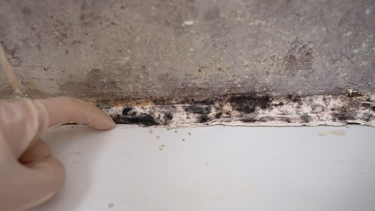 Best Attic Mold Removal  in Sandy, OR